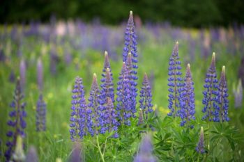 Die Süßlupine: Eiweiße ohne Gentechnik